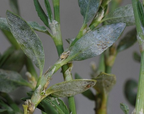 Erysiphe_polygoni Erysiphe polygoni De Candolle 1805 Wirt: Polygonum aviculare - Vogelknöterich Bemerkungen: dieser Echte Mehltaupilz ist sehr häufig auf dem Vogelknöterich...